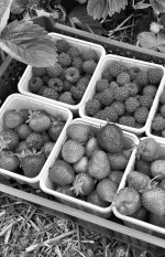 fruit picking